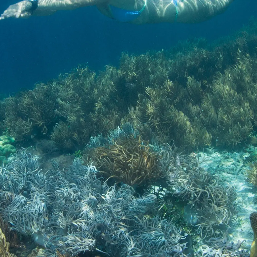 Raja Ampat Boat Tour Costs in 2027: A Comprehensive Financial Guide