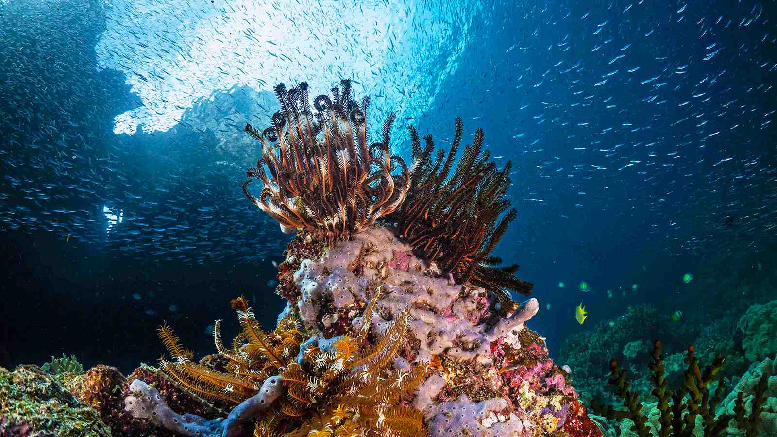 Exploring Raja Ampat’s Exceptional Marine Biodiversity